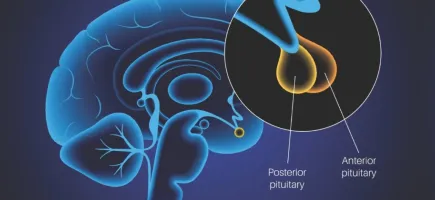 Máster en endocrinología y diabetes en el niño y adolescente Máster en endocrinología y diabetes en el niño y adolescente