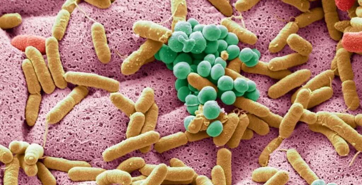 Human microbiome Human microbiome