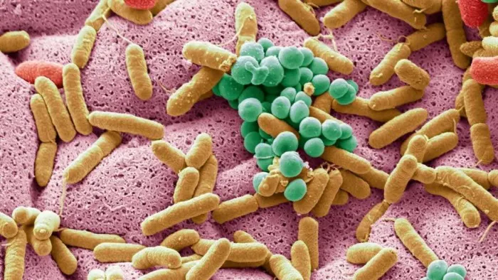 Human microbiome Human microbiome